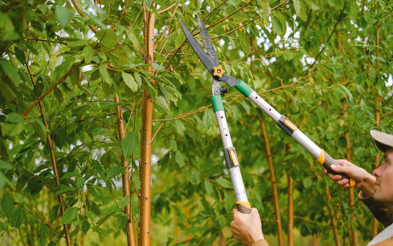 Tree trimming in Springfield, WI